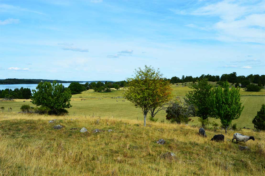 paisaje con mucha vegetacion y mar de fondo en birka paisaje con mucha vegetacion y mar de fondo en birka