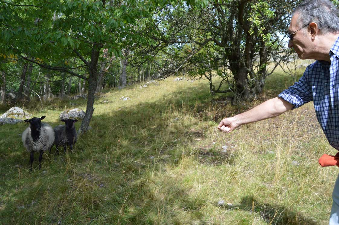 hombre da de comer a ovejas en la isla de birka hombre da de comer a ovejas en la isla de birka