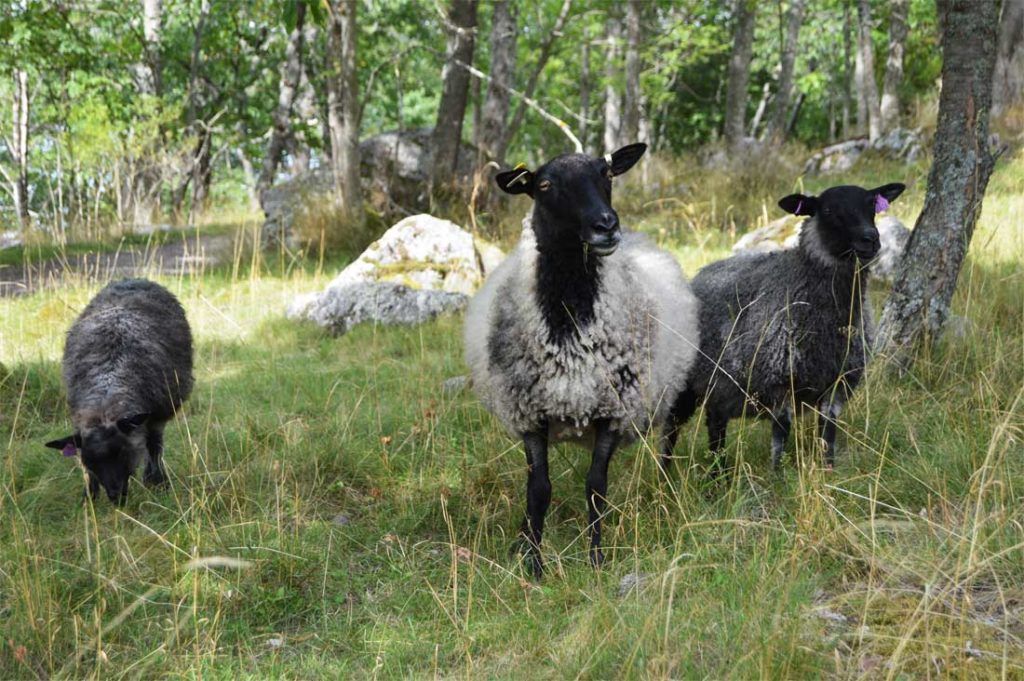 ovejas en birka ovejas en birka