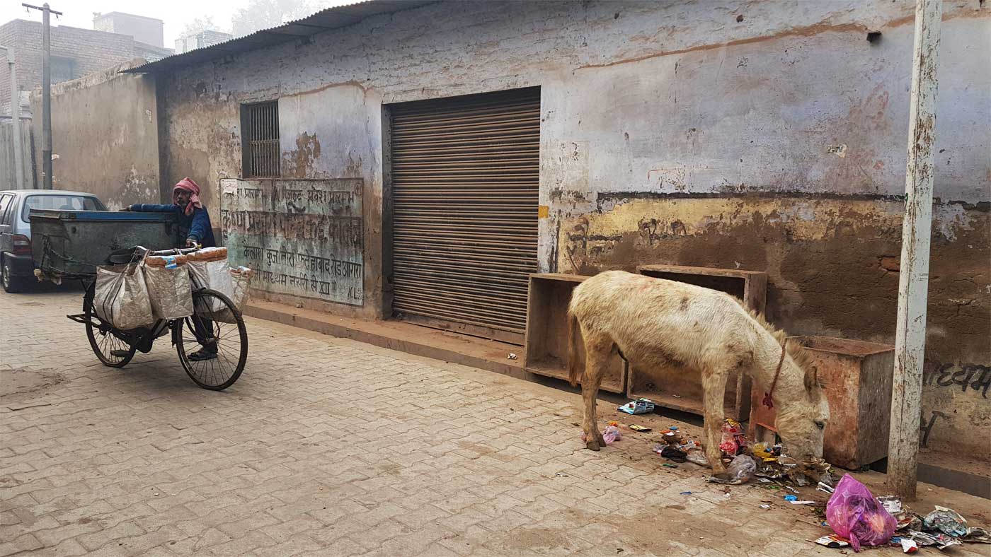 callejar por agra y ver un burro callejar por agra y ver un burro