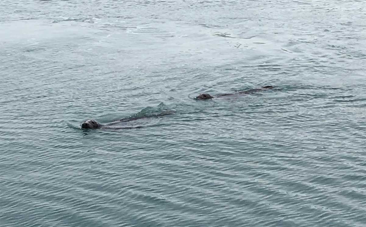 focas en Howth focas en Howth