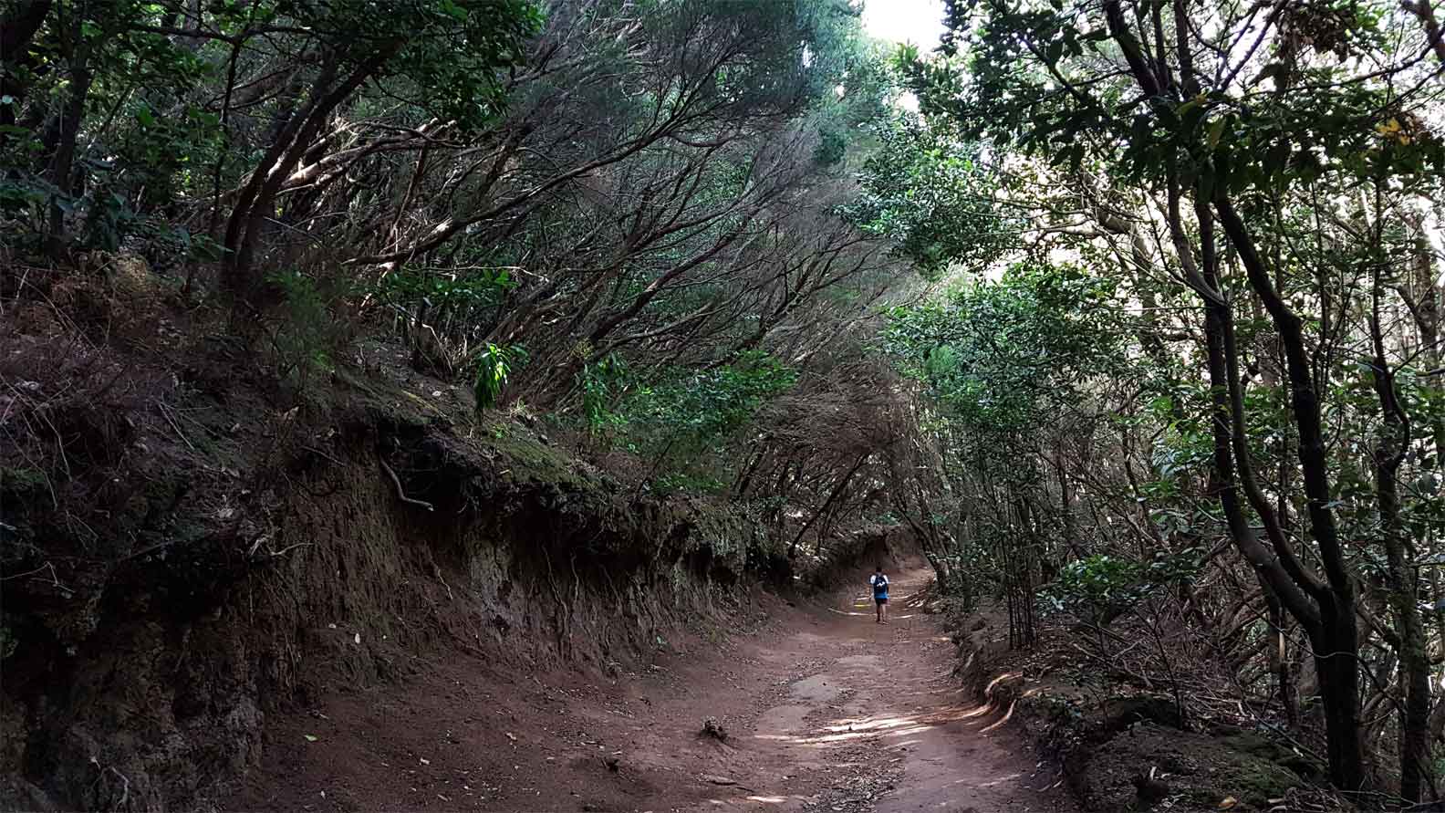El Bosque de los Enigmas Anaga