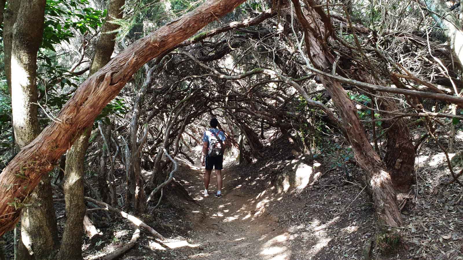 El Bosque de los Enigmas Anaga