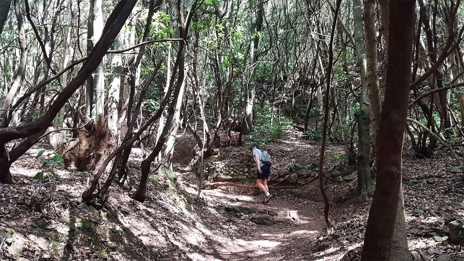 EL BOSQUE DE LOS ENIGMAS Anaga