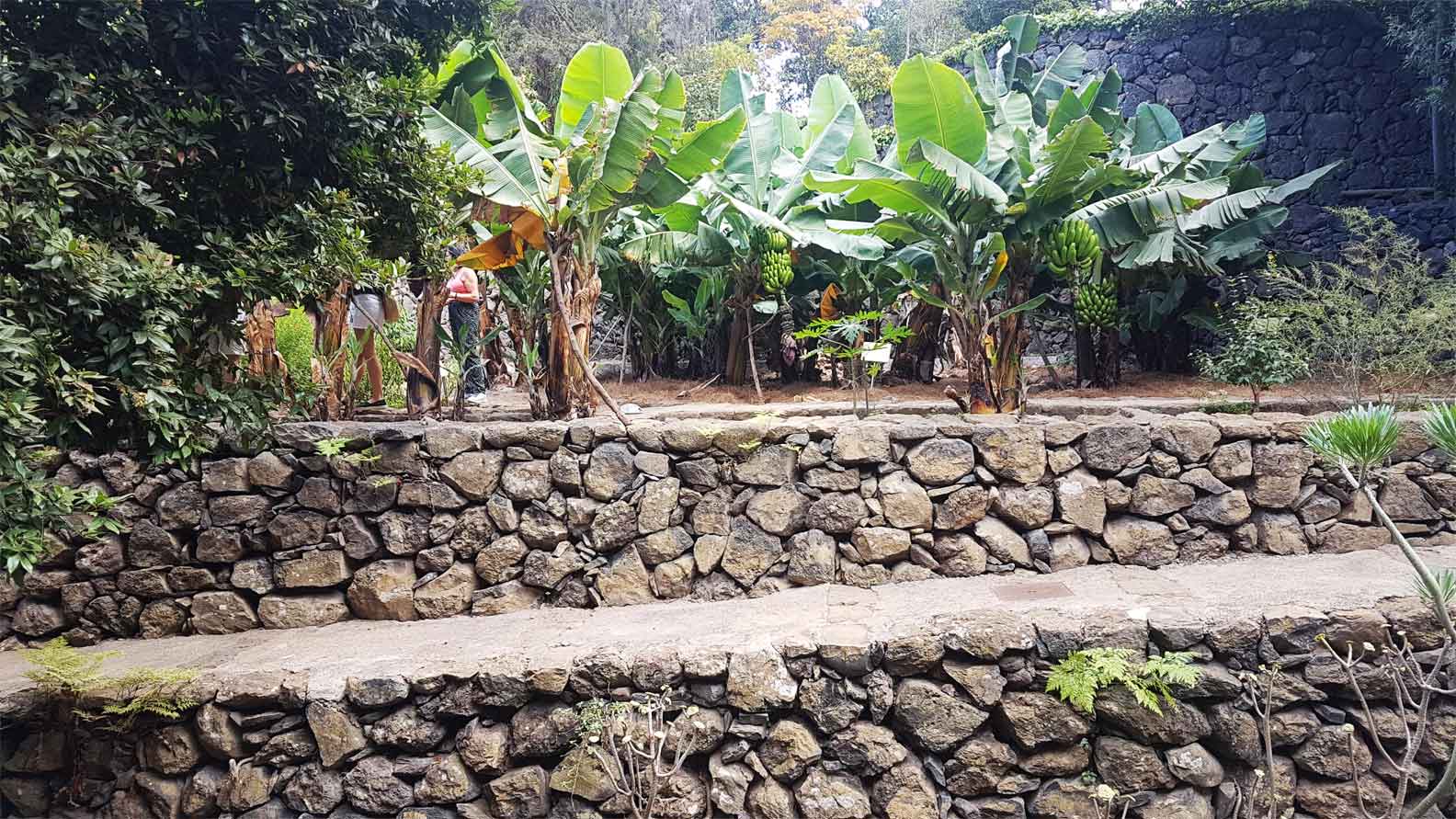 Parque del Drago Bananeras
