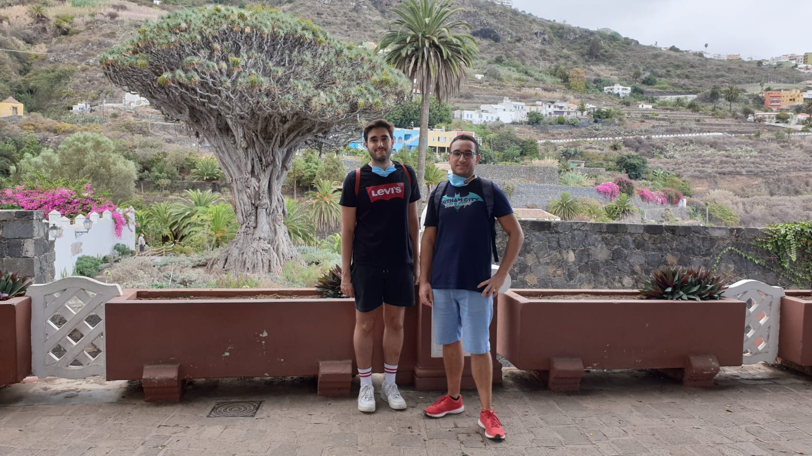 Drago Milenario Desde la Plaza Andrés Lorenzo Cáceres