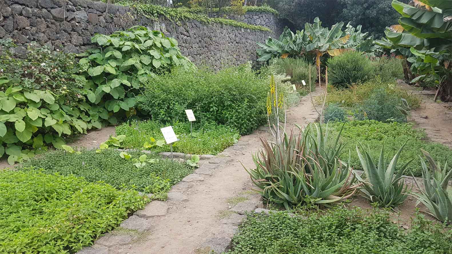 Huerto medicinal Parque Drago